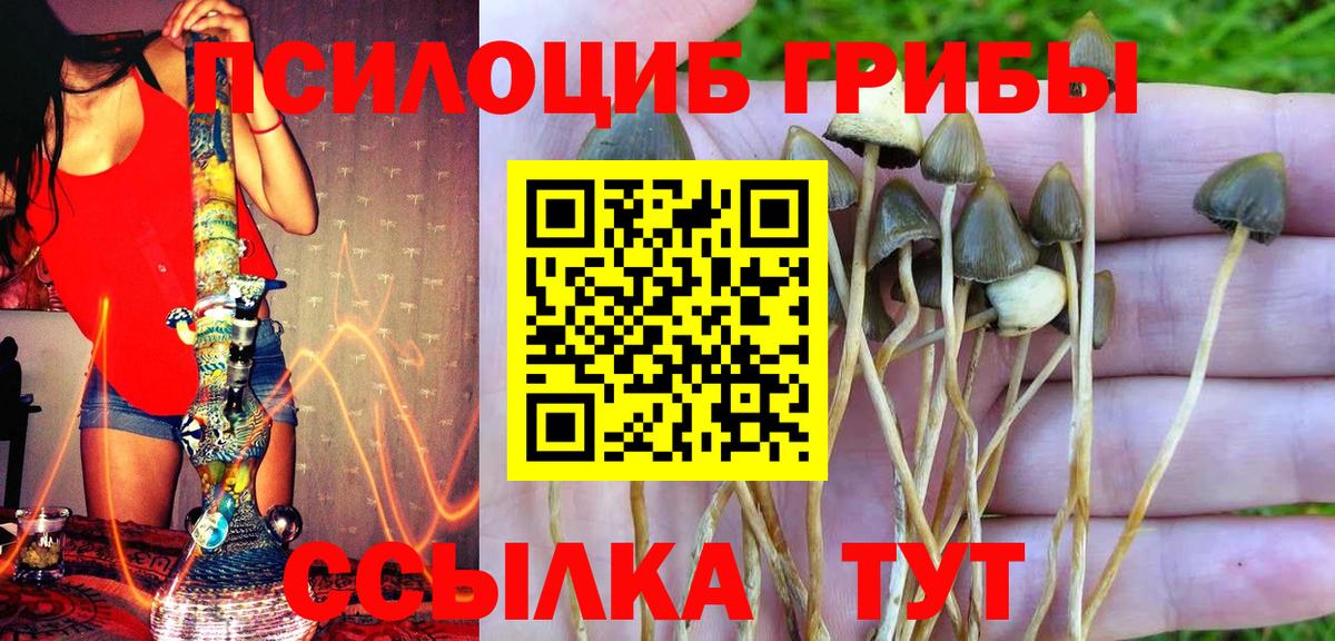 Галлюциногенные грибы Psilocybine cubensis Знаменск